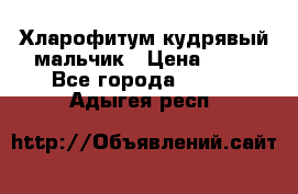 Хларофитум кудрявый мальчик › Цена ­ 30 - Все города  »    . Адыгея респ.